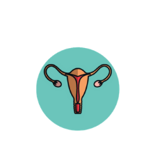 Icône d'un utérus lié à la rubrique gynécologie