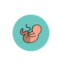 icône d'un foetus symbole de l'obstétrique