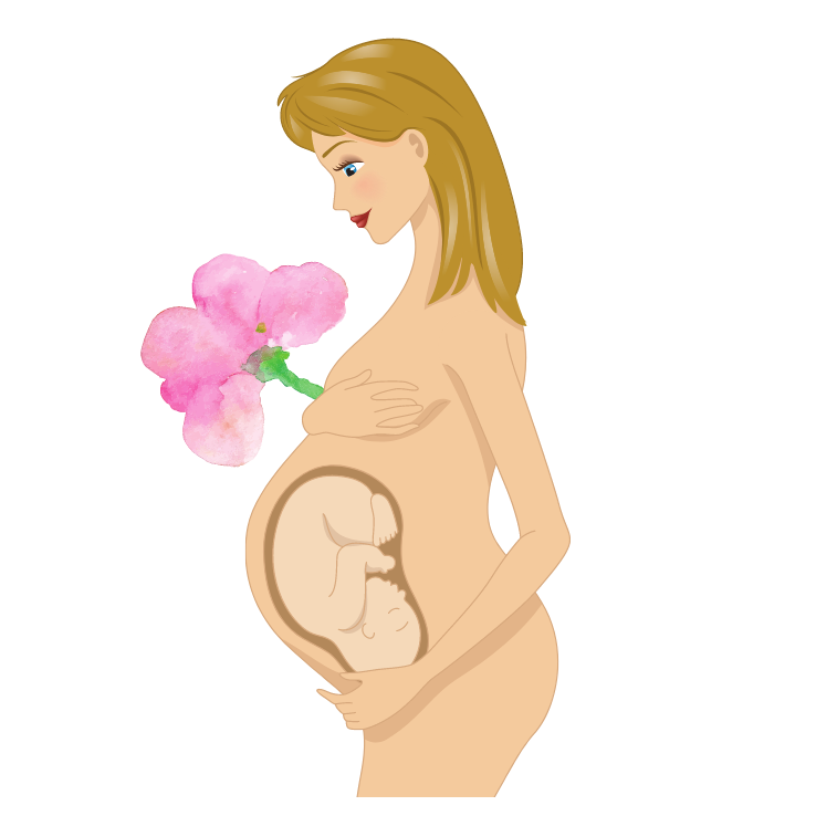 illustration d'une coupe d'un buste de femme avec son foetus pour la rubrique obstétrique